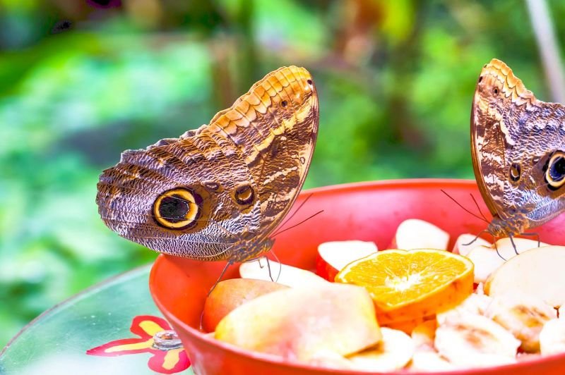 DUBAI BUTTERFLY GARDEN