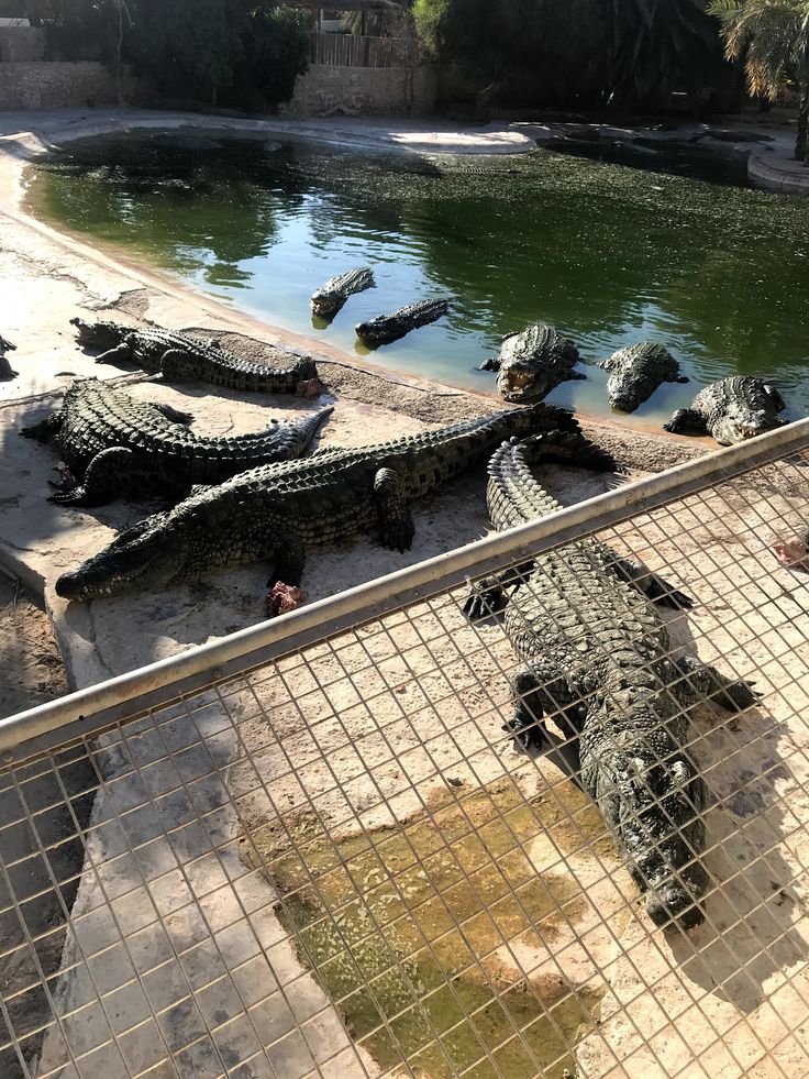 DUBAI CROCODILE PARK