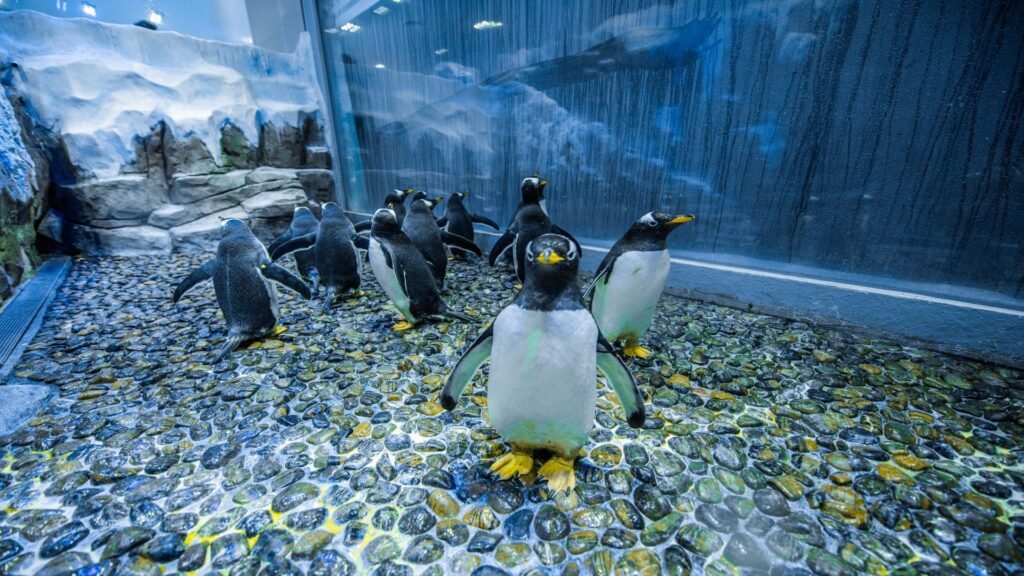 DUBAI AQUARIUM AND UNDERWATER ZOO