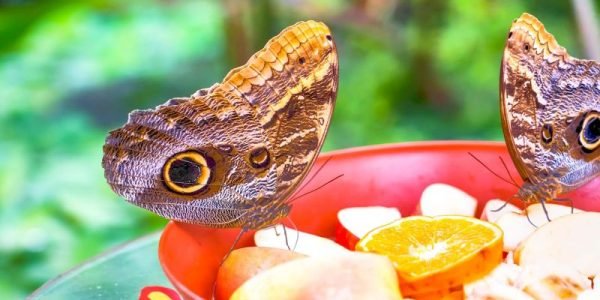 DUBAI BUTTERFLY GARDEN