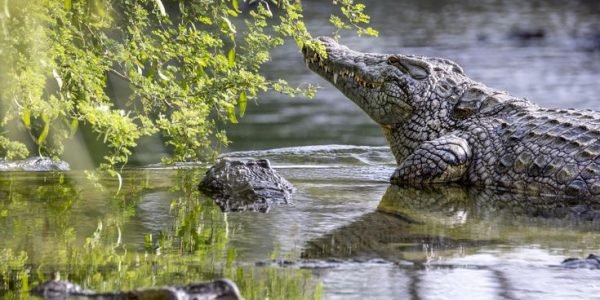 DUBAI CROCODILE PARK