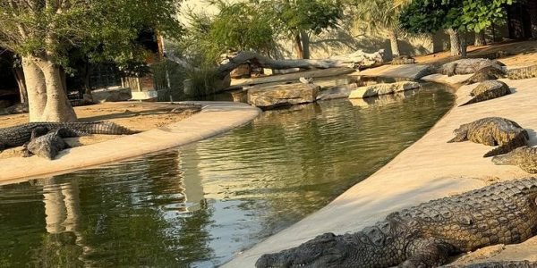 DUBAI CROCODILE PARK