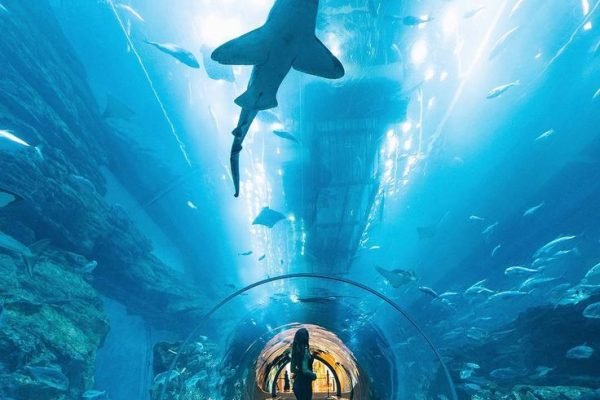 DUBAI ACUARIUM AND UNDERWATER ZOO